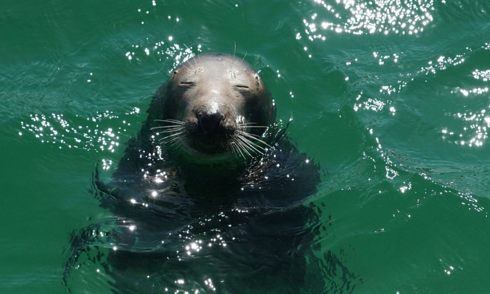 Stranded Marine Animals in Hermanus – How to help?!